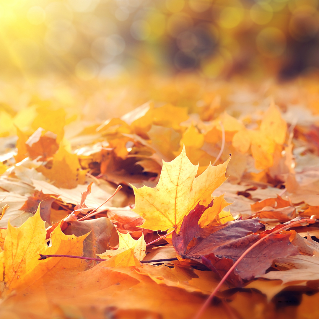 Wax Melts 100 gr με άρωμα "Autumn Leaves"