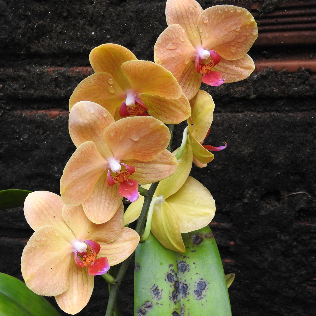 Wax Melts 80gr με άρωμα "Χρυσή Ορχιδέα"