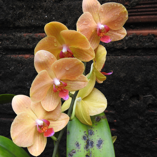 Wax Melts 100 gr με άρωμα "Χρυσή Ορχιδέα"